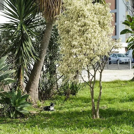 Olive Grove By Trip2portugal * Lissabon